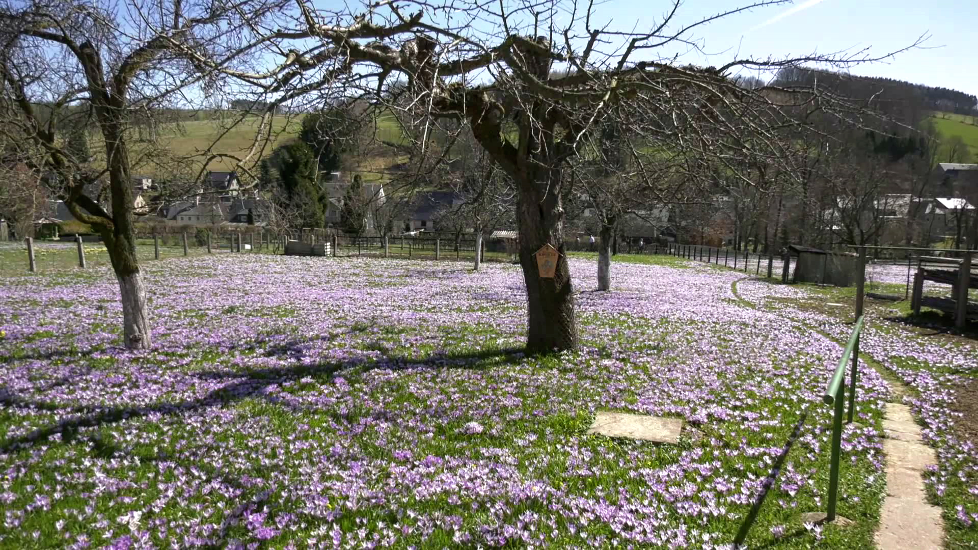 MEgional am 28. März 2022 - mit der Krokusblüte in Drebach